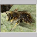 Anthidium manicatum - Grosse Wollbiene m02 14mm auf Stachys byzantina-Wollziest - Steinfurt.jpg